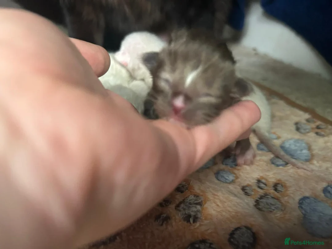 Ragamese cats for sale: RAGAMESE (RAGDOLL-SIAMESE) KITTENS - Advert 17