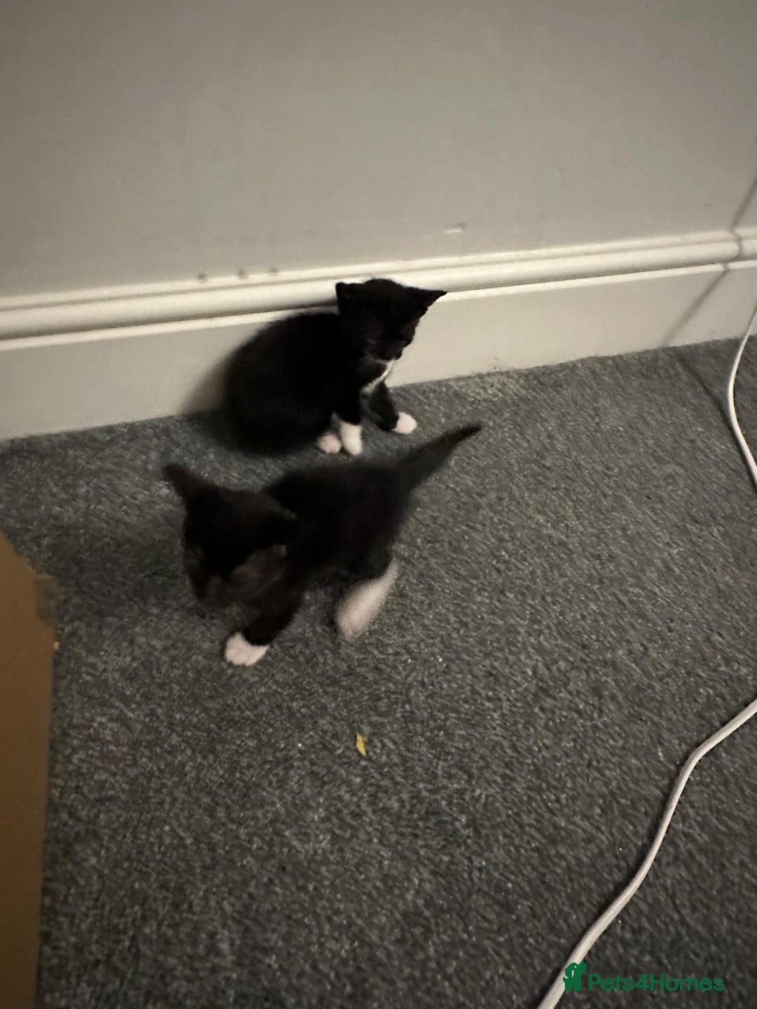 Domestic Shorthair cats for sale: beautiful tabby and black and white kittens - Image 9