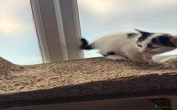 Domestic Shorthair cats for sale: Three kittens left - Image 4