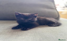 British Shorthair cats for sale: Female kittens  - Image 2