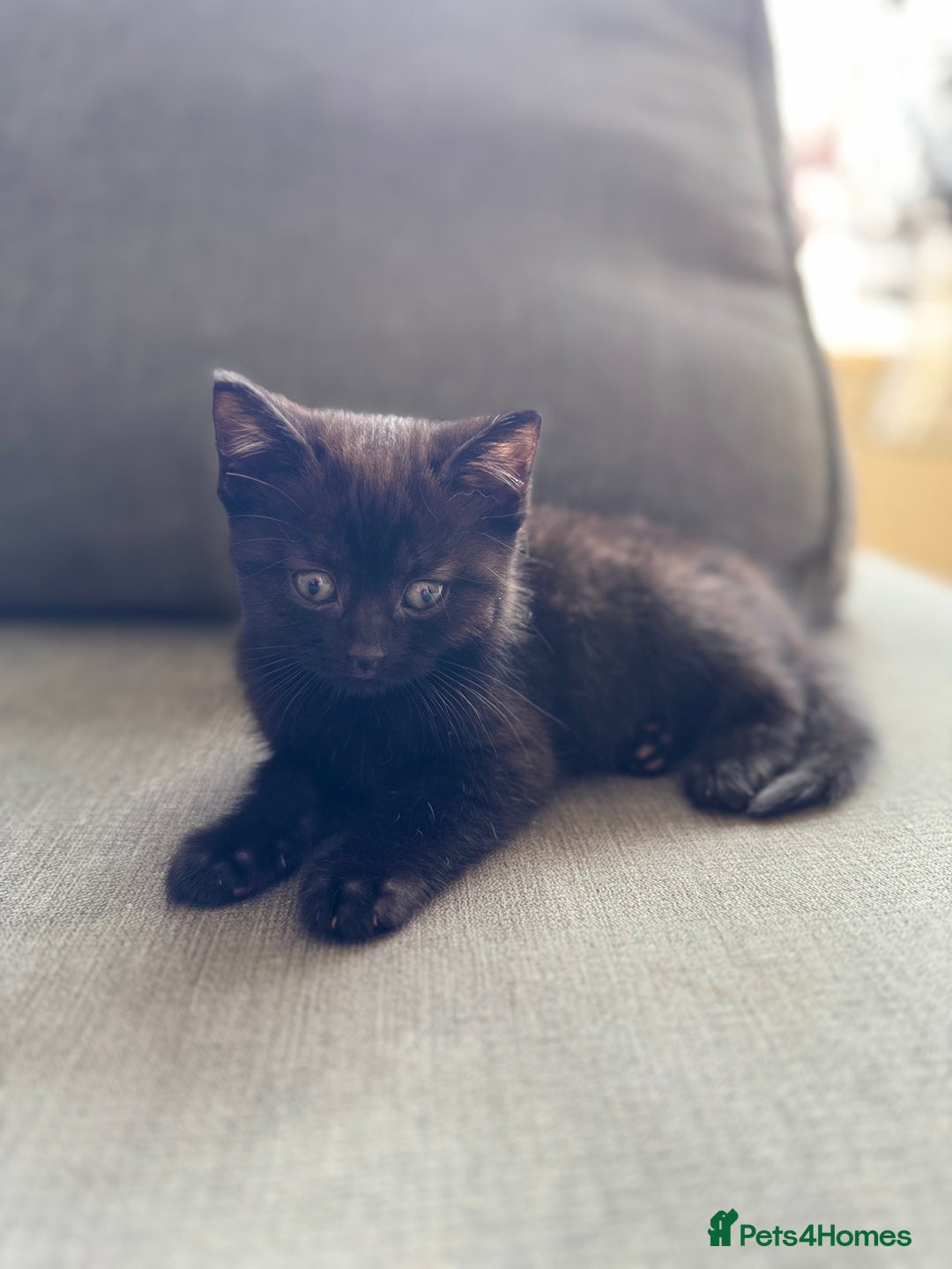 British Shorthair cats for sale: Female kittens  - Image 2