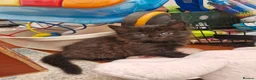 Mixed Breed cats for sale: Lovely black kittens in Bedford - Advert 6