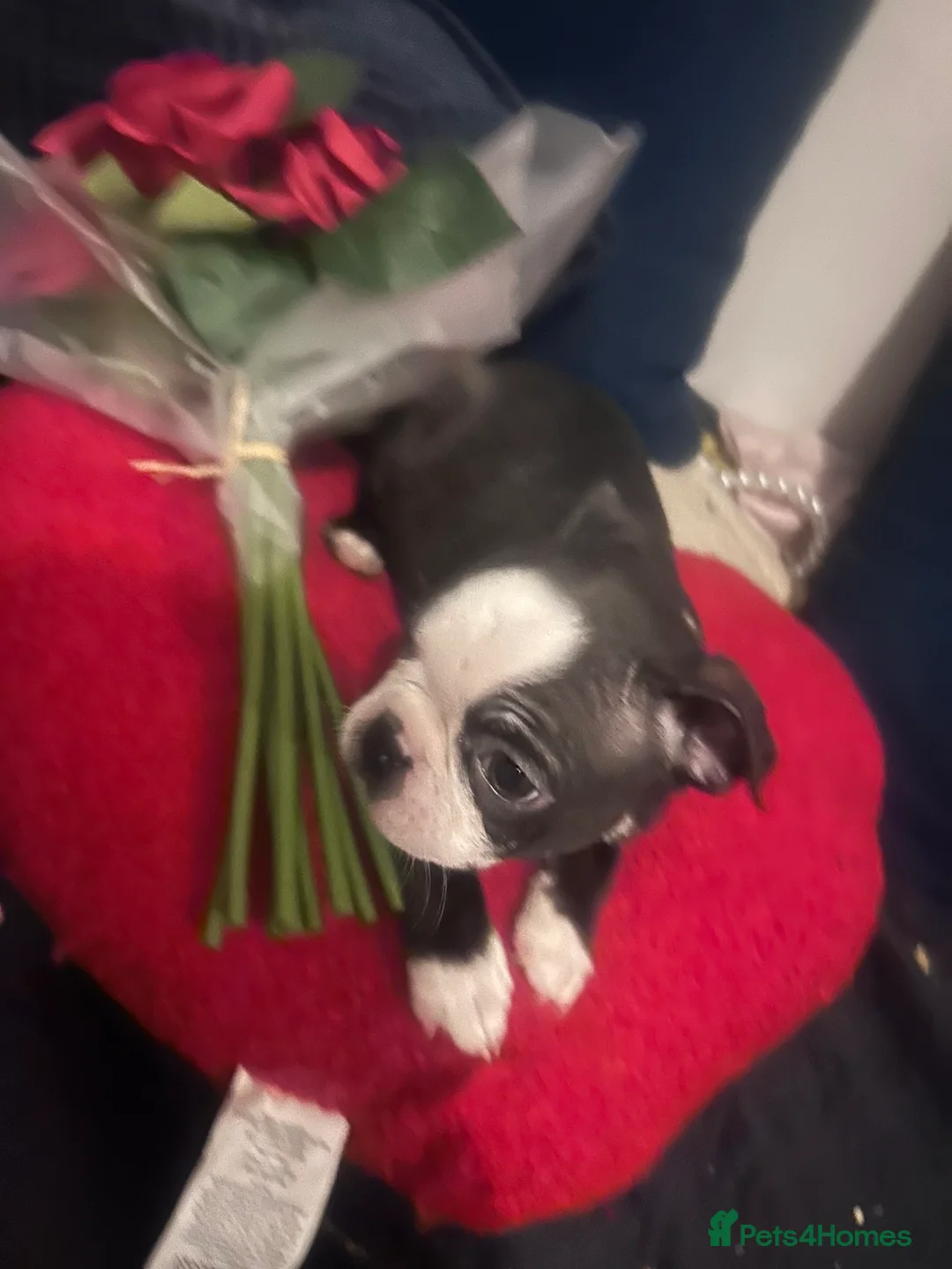 Boston Terrier dogs for sale: Beautiful Boston Terrier puppies  - Advert 3