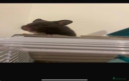 Hamster rodents for sale: Male Syrian hamster - Image 5