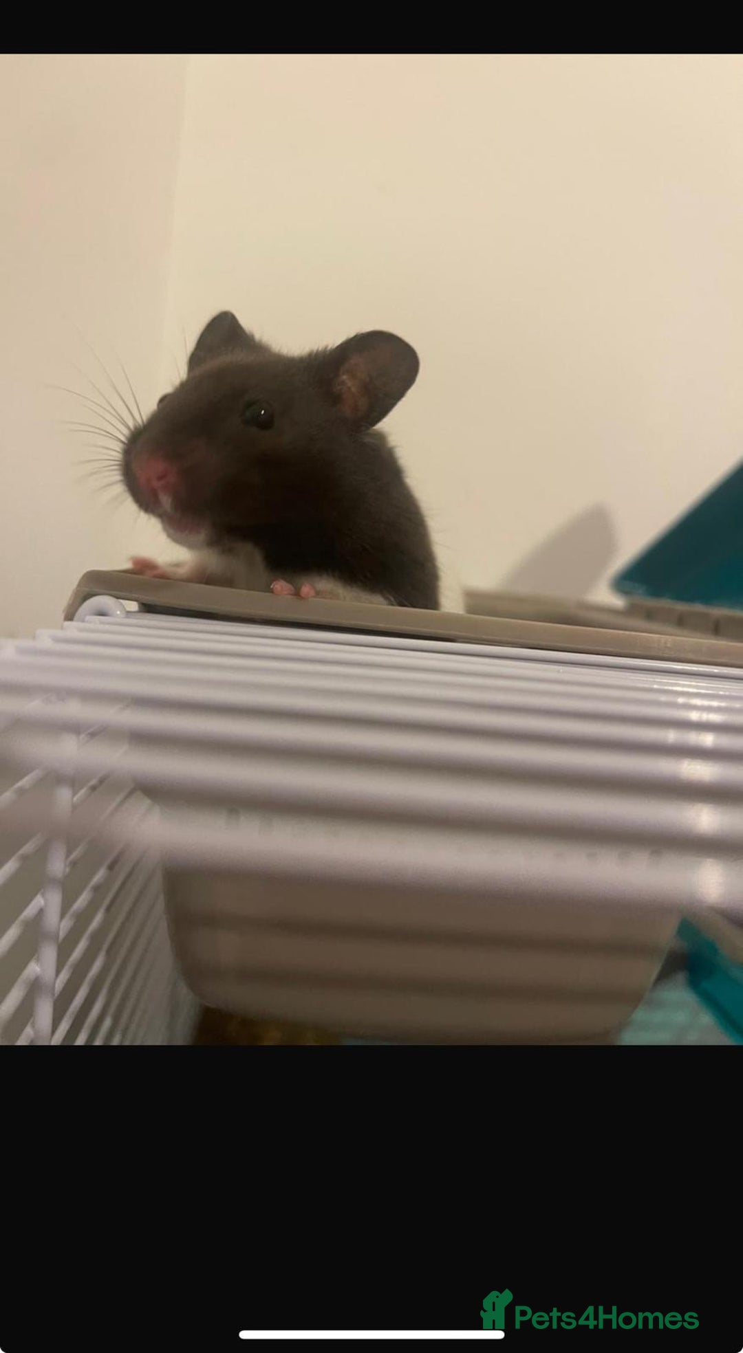 Hamster rodents for sale: Male Syrian hamster - Image 5