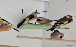 Canaries birds for sale: Beautiful Canaries, Goldfinches, Zebras, Bengies!! - Image 6