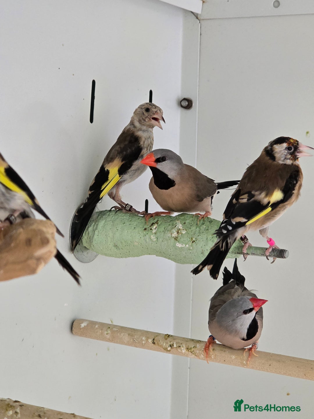 Canaries birds for sale: Beautiful Canaries, Goldfinches, Zebras, Bengies!! - Image 6