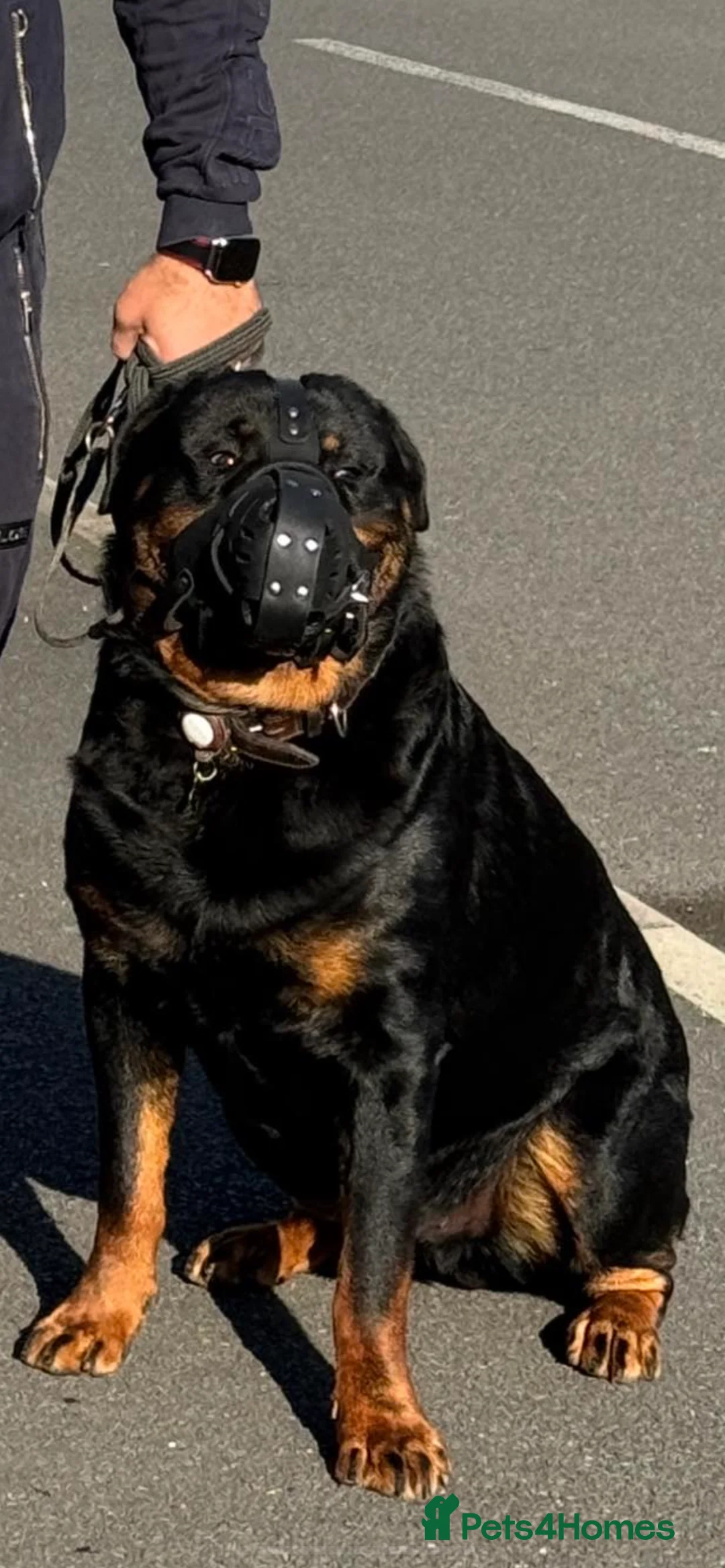 Rottweiler dogs for stud: Max Champion  in Walsall - Advert 18