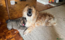 Chow Chow dogs for sale: Puppies looking for new home - Image 22