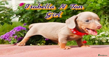 Dachshund dogs - Advert 12