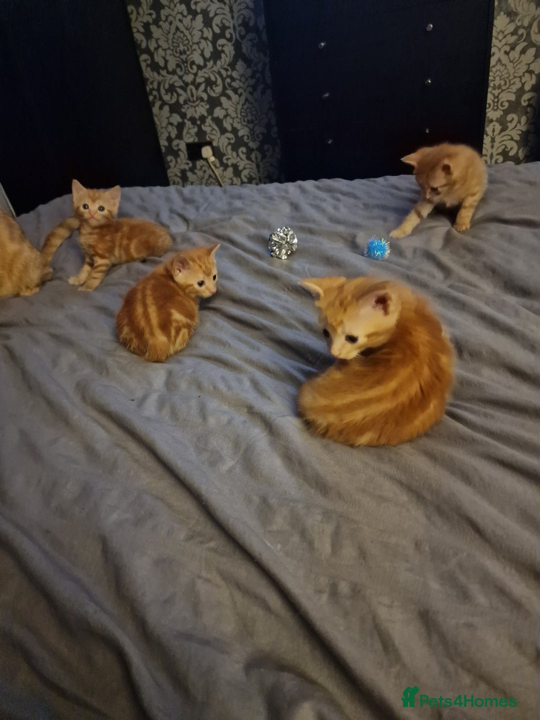 Mixed Breed cats for sale: Ginger kittens - Advert 11