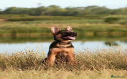 German Shepherd dogs for stud: Top Quality Import Stud 🏆 Health Teased Clear  - Image 4
