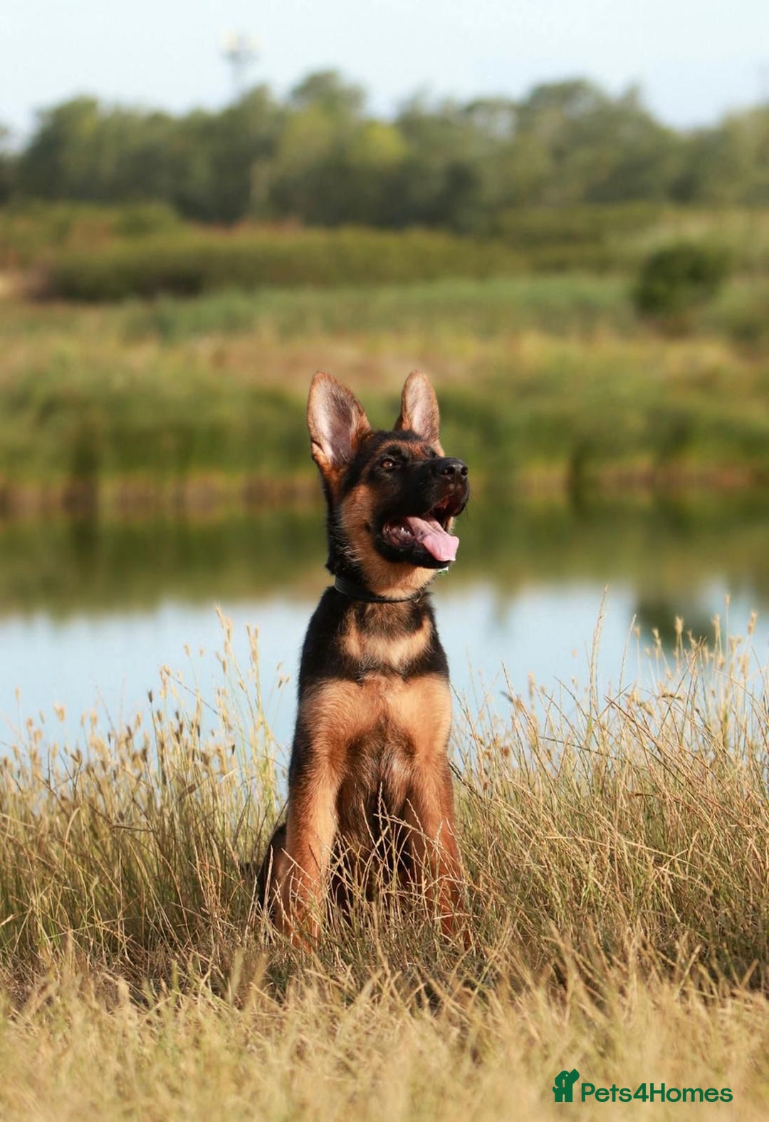 German Shepherd dogs for stud: Top Quality Import Stud 🏆 Health Teased Clear  - Image 4