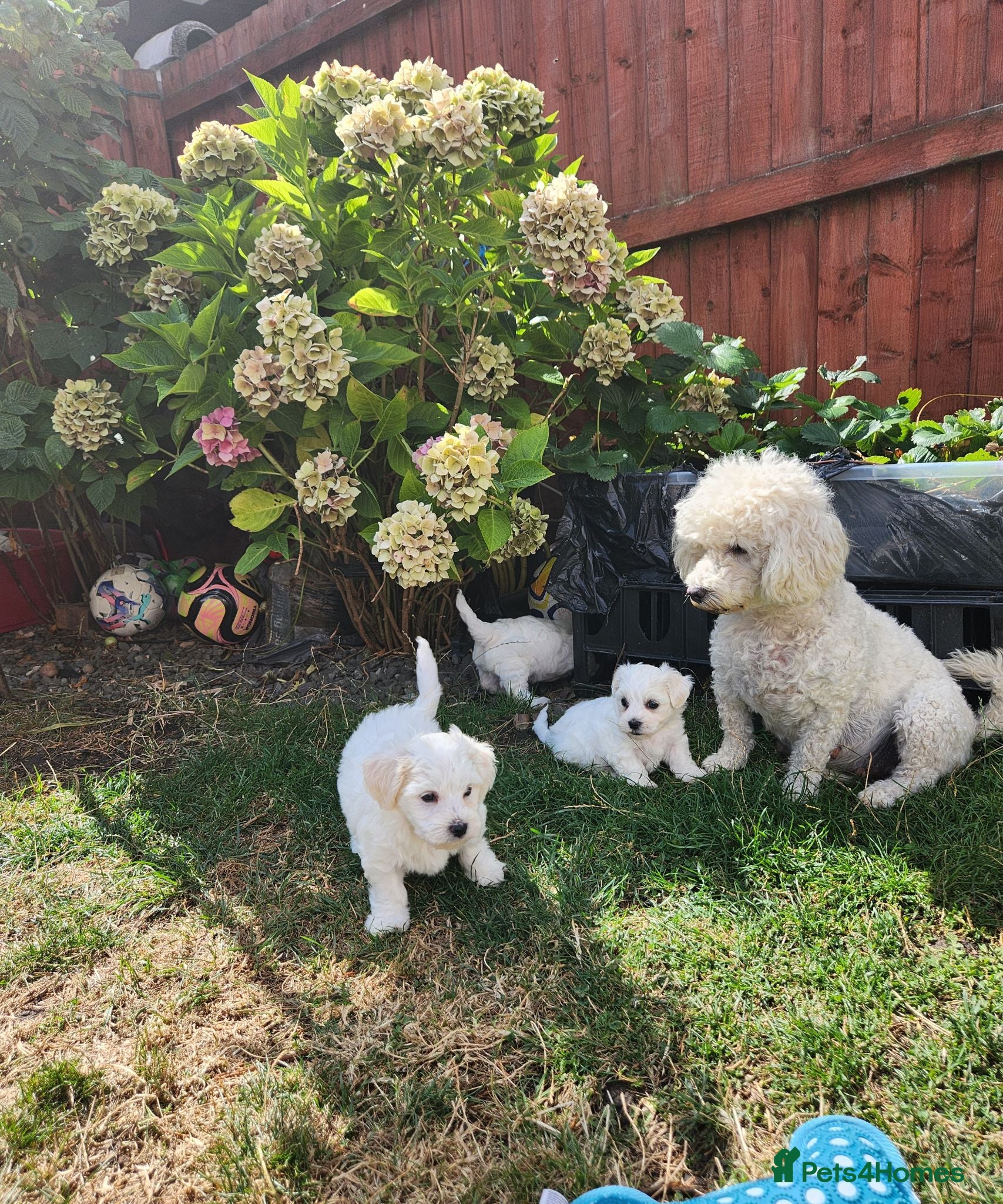 Bichon Frise dogs Bichon frise,, - Advert 1