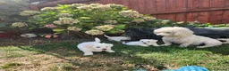 Bichon Frise dogs for sale: Bichon frise,, - Advert 11