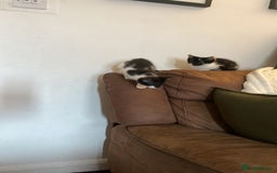 Mixed Breed cats for sale: Kitten - Image 2