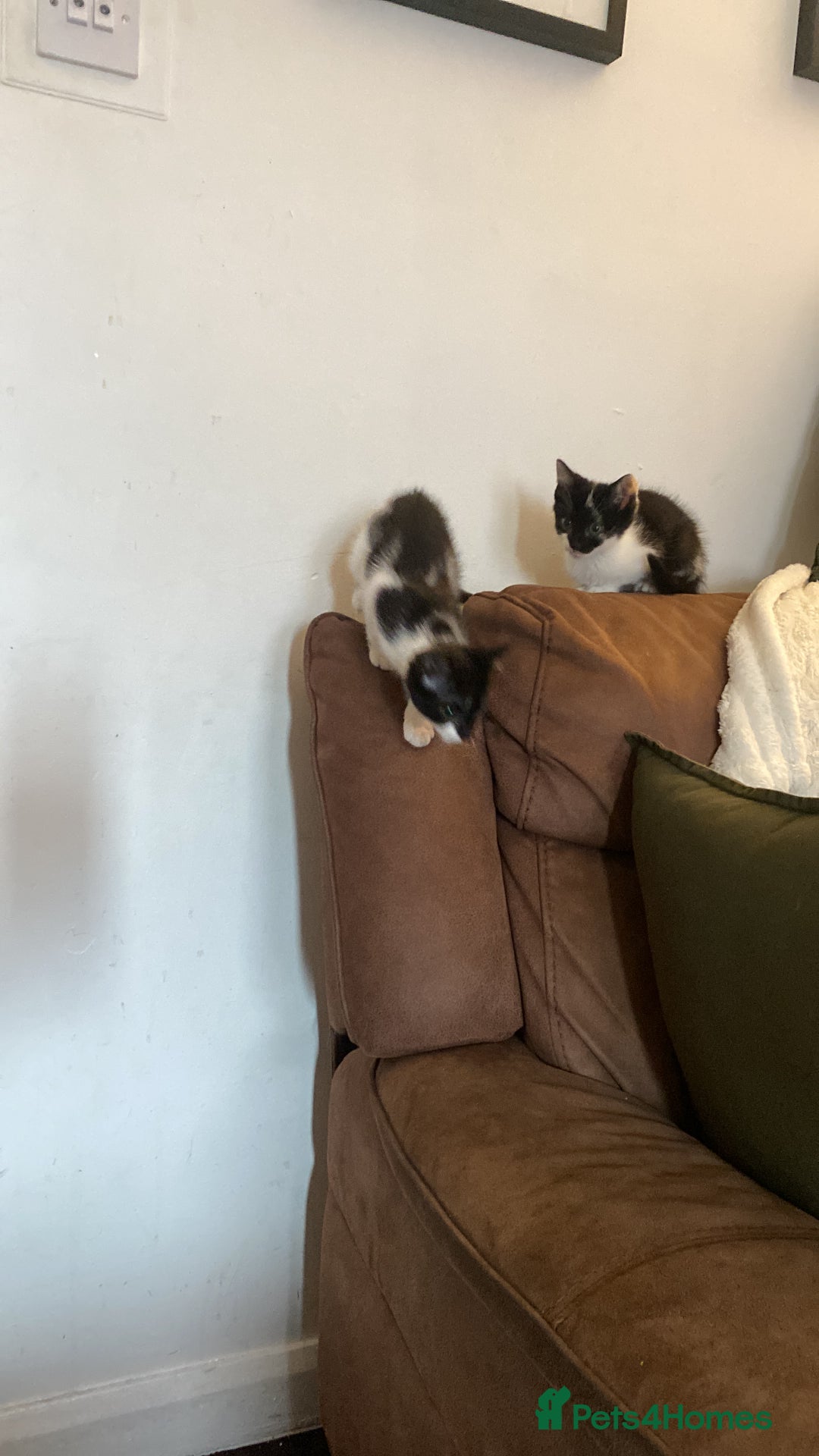 Mixed Breed cats for sale: Kitten - Image 2
