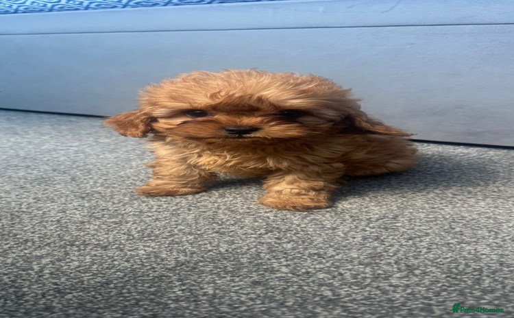 Cavapoo dogs - Advert 7