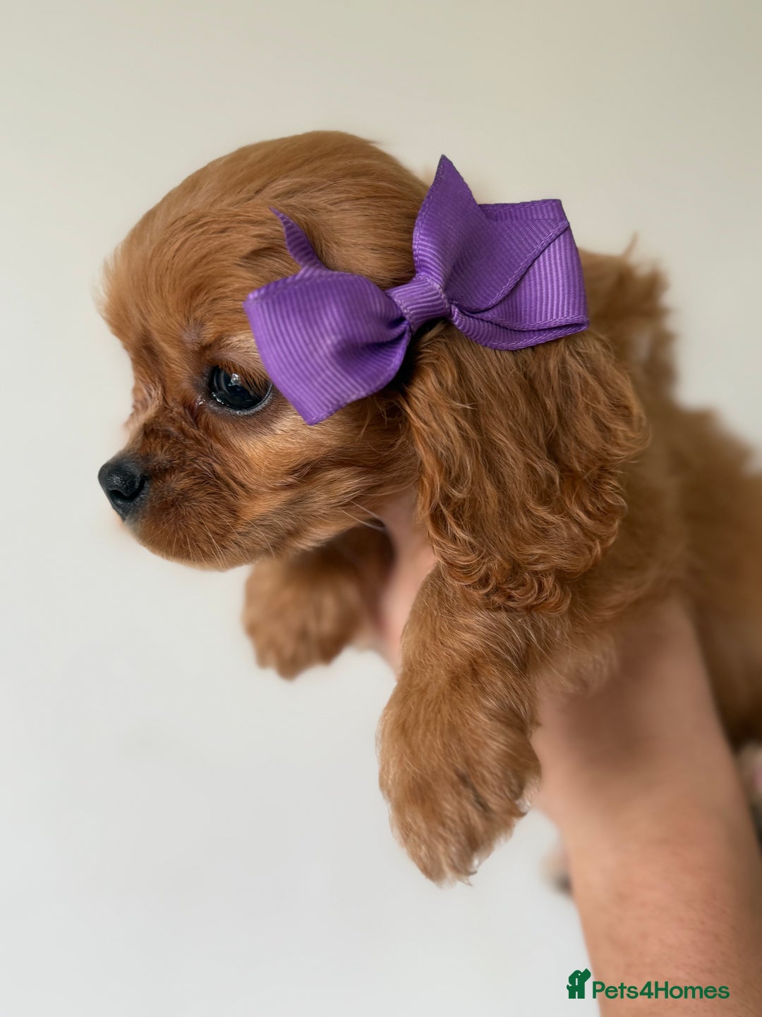 Cavalier King Charles Spaniel dogs for sale: Beautiful King Charles cavalier puppy’s  in Sunderland - Image 26