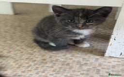 Mixed Breed cats for sale: Two beautiful kittens  - Image 7