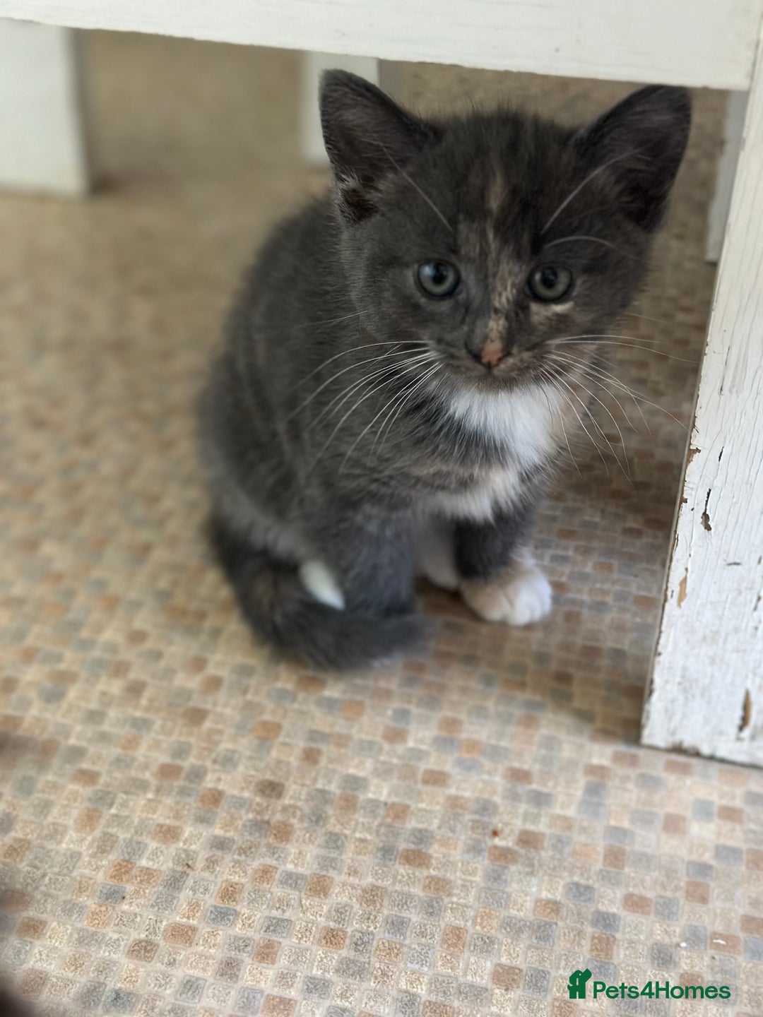 Mixed Breed cats for sale: Two beautiful kittens  - Image 7