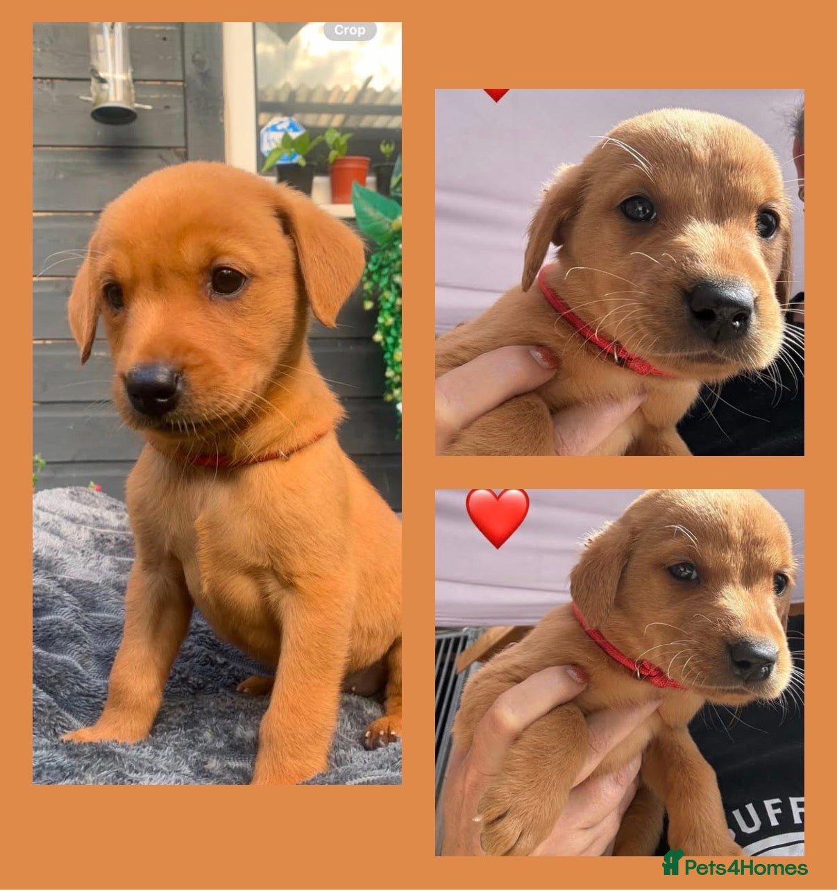 Labrador Retriever dogs KC Registered Fox Red Labradors  - Advert 2