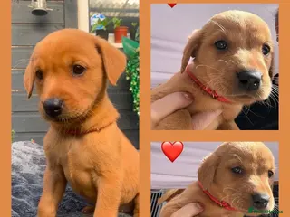 Labrador Retriever dogs KC Registered Fox Red Labradors - Advert 6