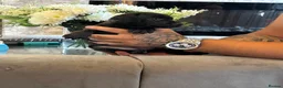 Patterdale Terrier dogs for sale: Beautiful patterdale  - Advert 5