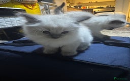Ragdoll cats for sale: Pure Ragdoll Kittens – 8 Weeks Old–Ready in 2 Days - Advert 10