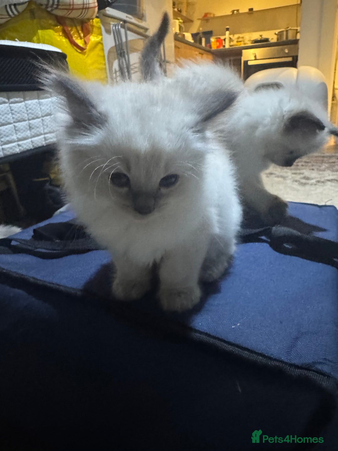Ragdoll cats for sale: Pure Ragdoll Kittens – 8 Weeks Old–Ready in 2 Days - Advert 10