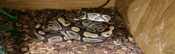 Python Snake reptiles for sale: Het Pied Ball Phython  - Advert 11