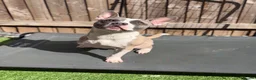 Mixed Breed dogs for sale: Max - Tripod dog  in Nottingham - Advert 1