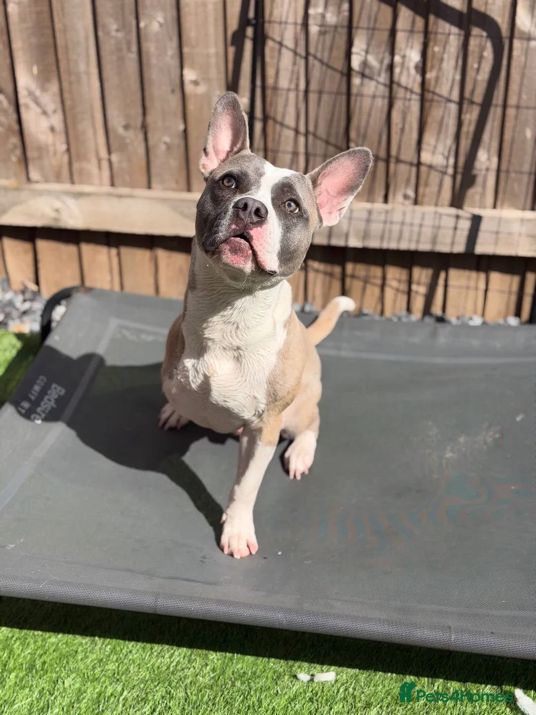 Mixed Breed dogs for sale: Max - Tripod dog  in Nottingham - Advert 1