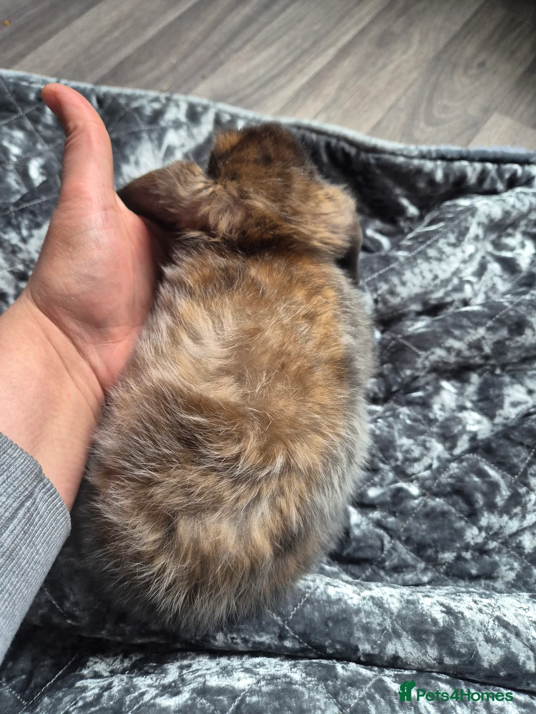 Dwarf Lop rabbits for sale: 7 weeks old rabbits  in Birmingham - Advert 8