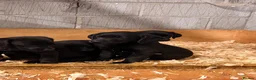 Labrador Retriever dogs for sale: Working Labrador Puppies - Advert 9