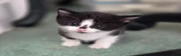 Domestic Shorthair cats for sale: Beautiful, healthy & happy kittens for rehoming in Cranbrook - Advert 28