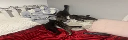 Mixed Breed cats for sale: Beautiful Male Kittens 🥰 in Dartford - Advert 14