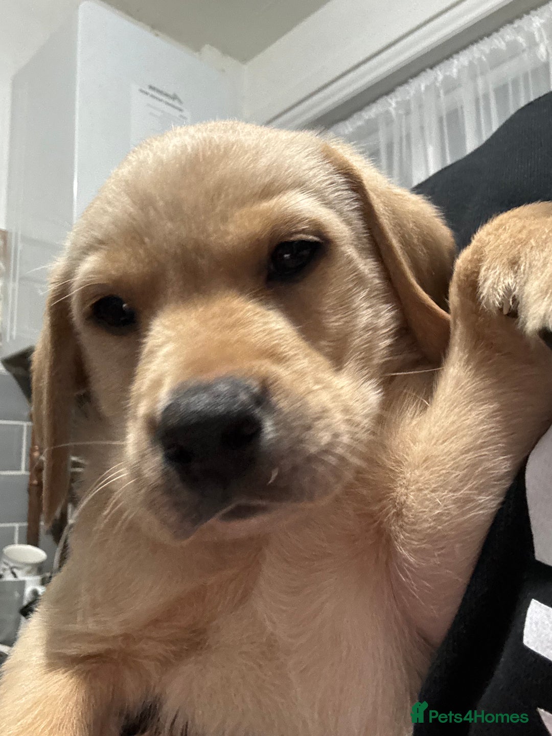 Labrador Retriever dogs for sale: 9 week old Labrador Puppies, - Advert 22
