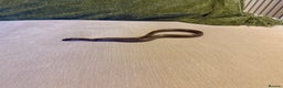 Snake reptiles for sale: Black African house snake - viv included if wanted - Advert 8