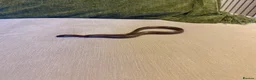 Snake reptiles for sale: Black African house snake - viv included if wanted - Advert 8