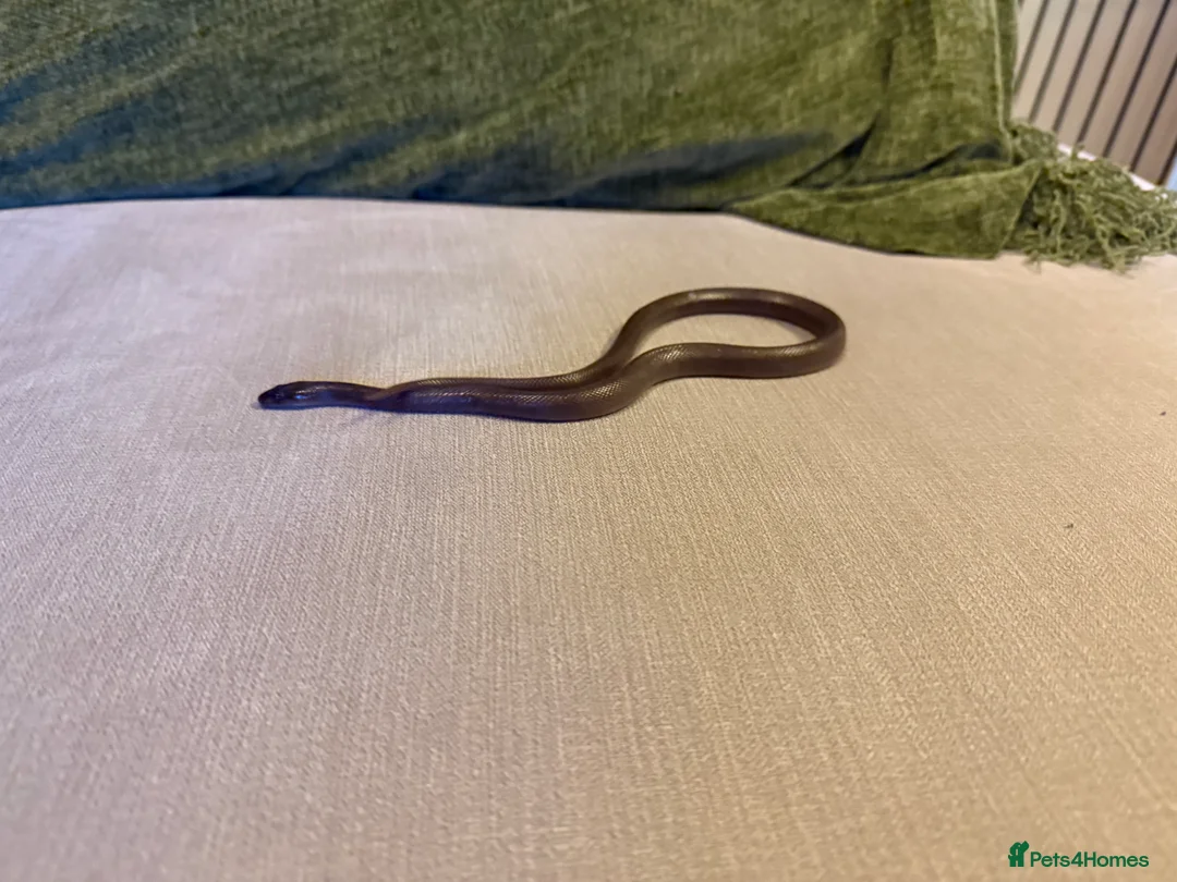 Snake reptiles for sale: Black African house snake - viv included if wanted - Advert 8