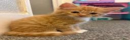 Mixed Breed cats for sale: Half Maine-coon kittens - Advert 6