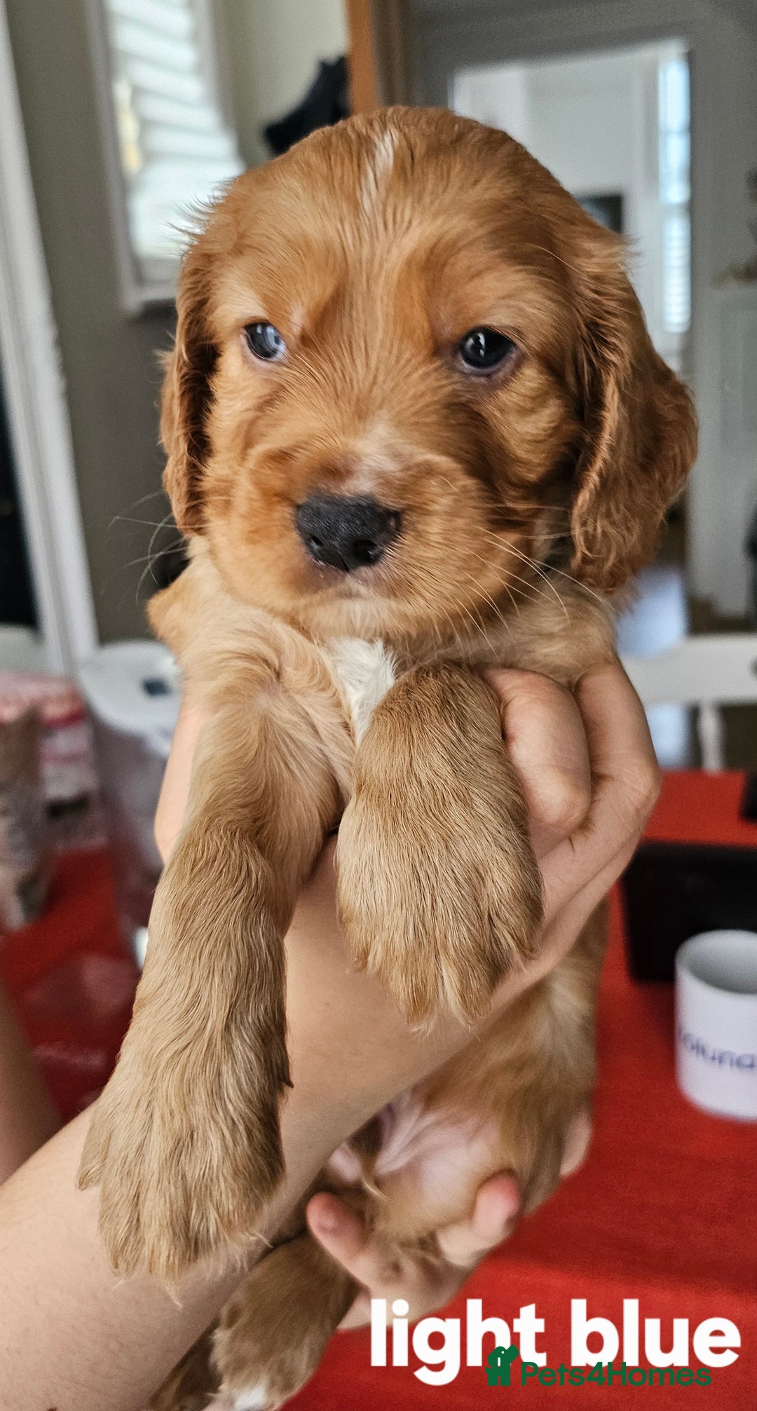 Mixed Breed dogs for sale: Cockalier/Springer Spaniel puppies ready for you! in London - Image 15