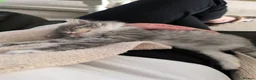 British Longhair cats for sale: Stunning British Longhair Kittens  - Advert 10