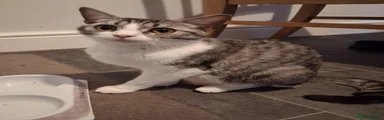 Fifi