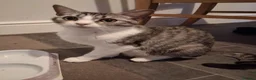 Mixed Breed cats for sale: Adults 1+ - Advert 4