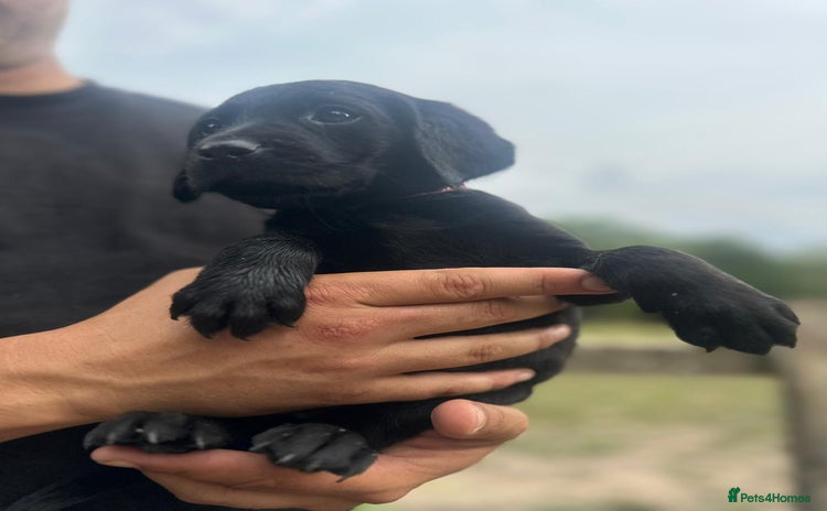 Labrador Retriever dogs - Advert 4