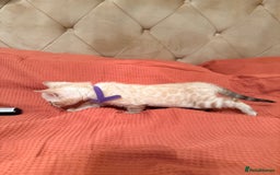 Bengal cats for sale: PURE BRED SNOW LYNX kittens 🐱 - Advert 19