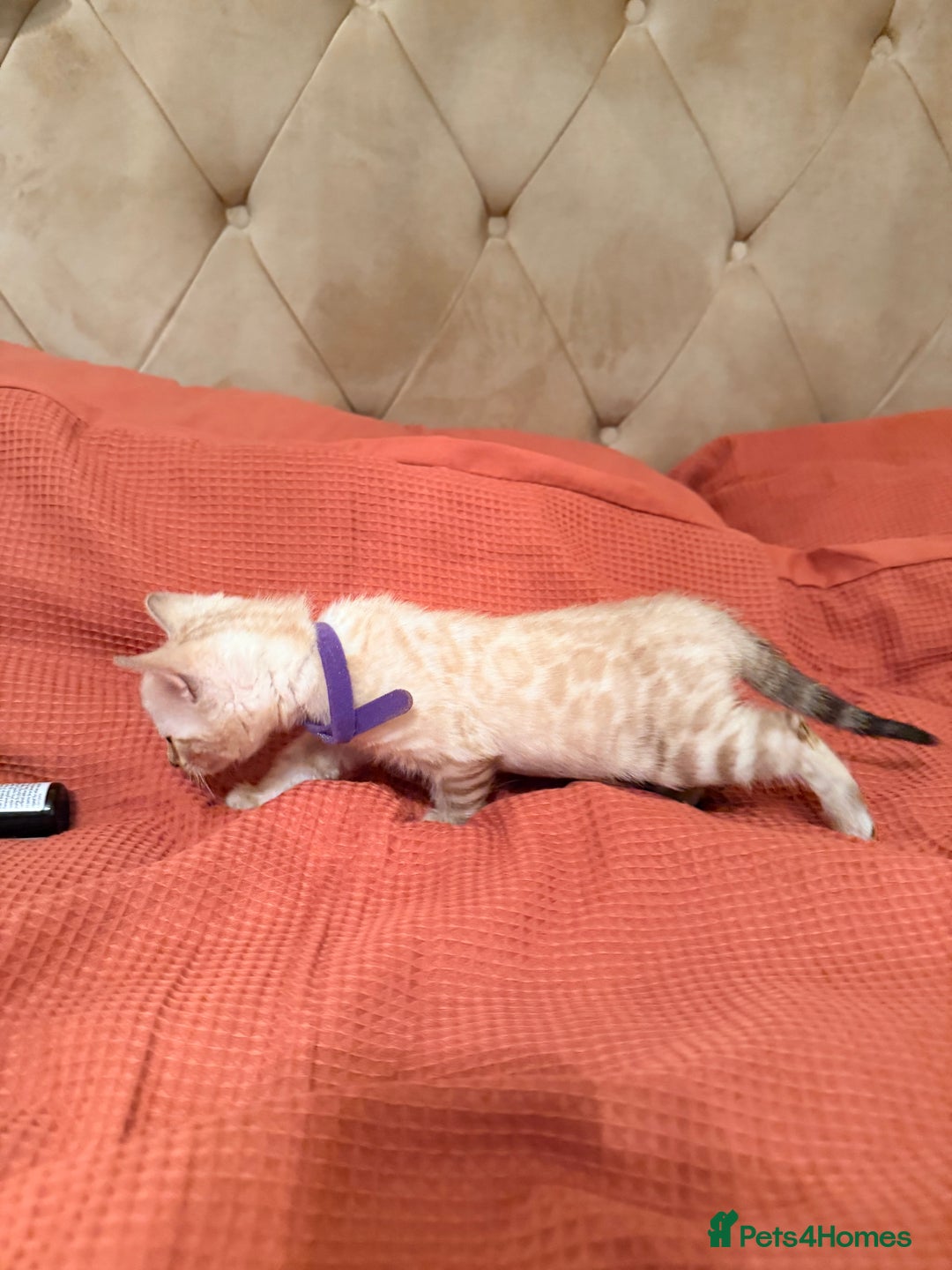 Bengal cats for sale: PURE BRED SNOW LYNX kittens 🐱 - Advert 19