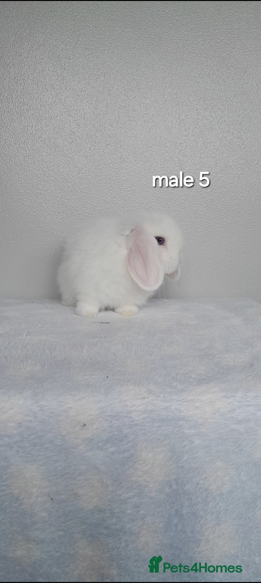 Mini Lop rabbits for sale: Stunning pure breed mini lops - Image 16